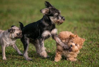 C’est quoi une bonne socialisation ?