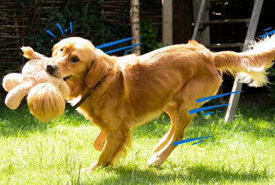 L’adolescence chez ton chien : Une période de turbulence !