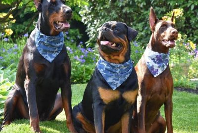 Morsures de chien, délit de sale gueule : comprendre au lieu d’accuser…