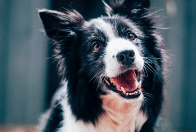 LE FOCUS : Apprendre à ton chien à te regarder, un petit geste pour une grande complicité