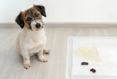 Mon chiot fait ses besoins en rentrant de balade