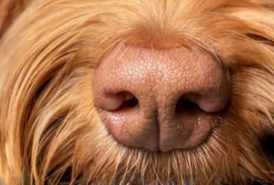 La truffe du chien : un super pouvoir unique pour chaque chien