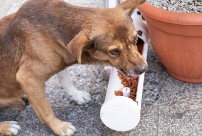 La protection de ressources chez le chien : mieux comprendre pour mieux agir