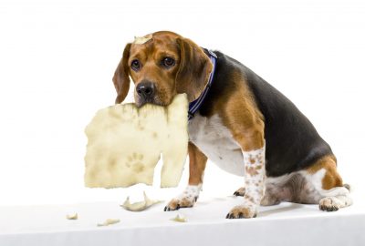 Aménager l’environnement de ton chien : mieux que de corriger, anticiper !