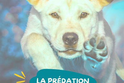 La Prédation : Ne pas la diaboliser et mieux la comprendre