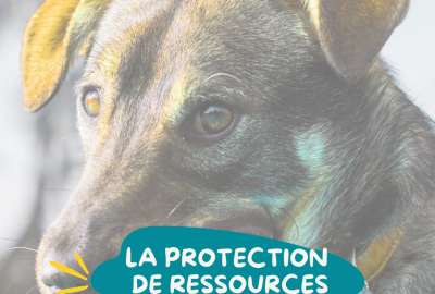 La Protection de ressources : Prévenir avant de guérir