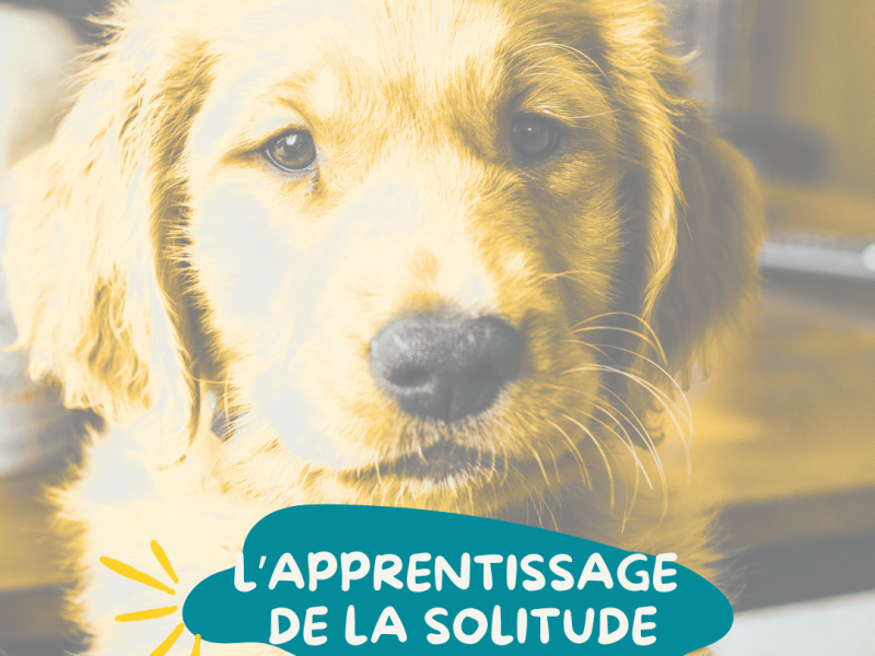 La solitude et le chien : comment gérer les absences sans culpabiliser et sans stresser ?