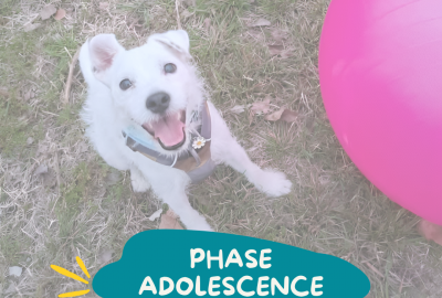 Votre chien est devenu ingérable ? Est-ce la phase adolescente et comment traverser cette période ?