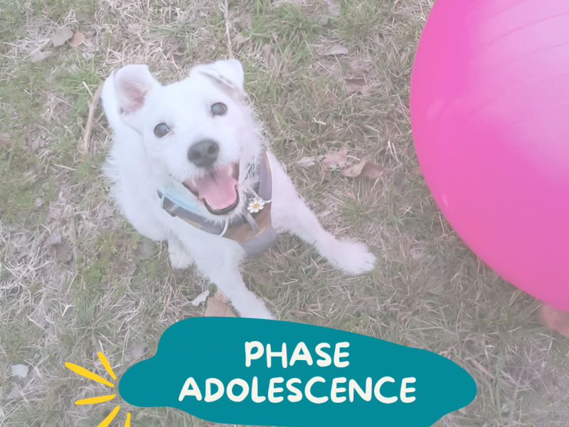 Chien adolescent notre guide de survie