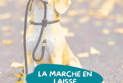 Mon chien tire en laisse : quel matériel choisir et comment lui apprendre à marcher sans tirer