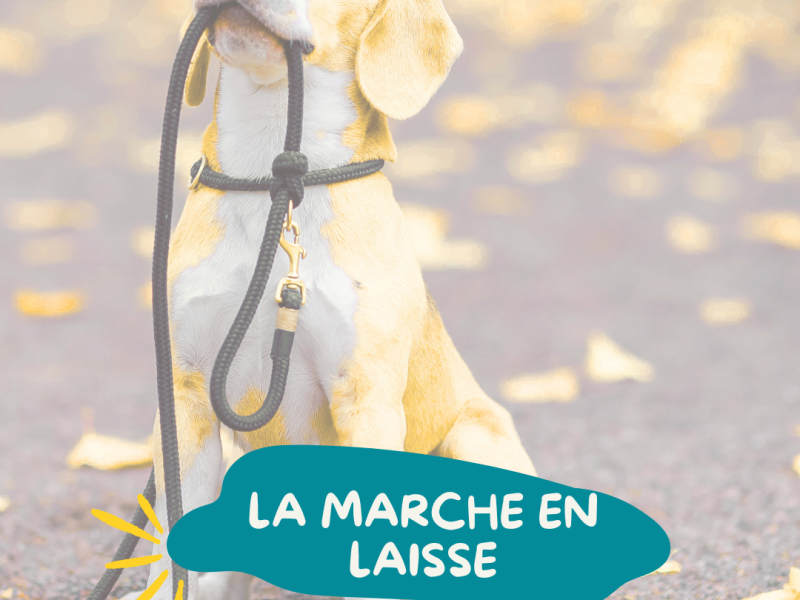 marche-en-laisse-avec-son-chien