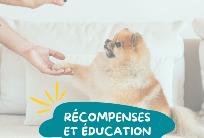 Comment récompenser son chien pour mieux l&rsquo;éduquer ? Les conseils d&rsquo;une comportementaliste