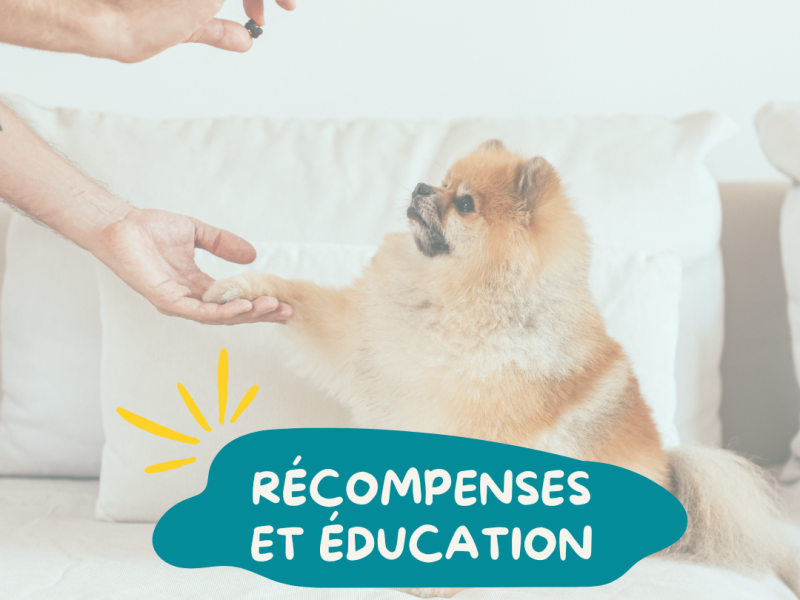 recompenser-son-chien_et-education