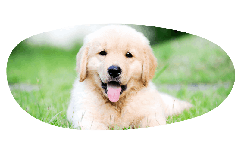 eveil du chiot