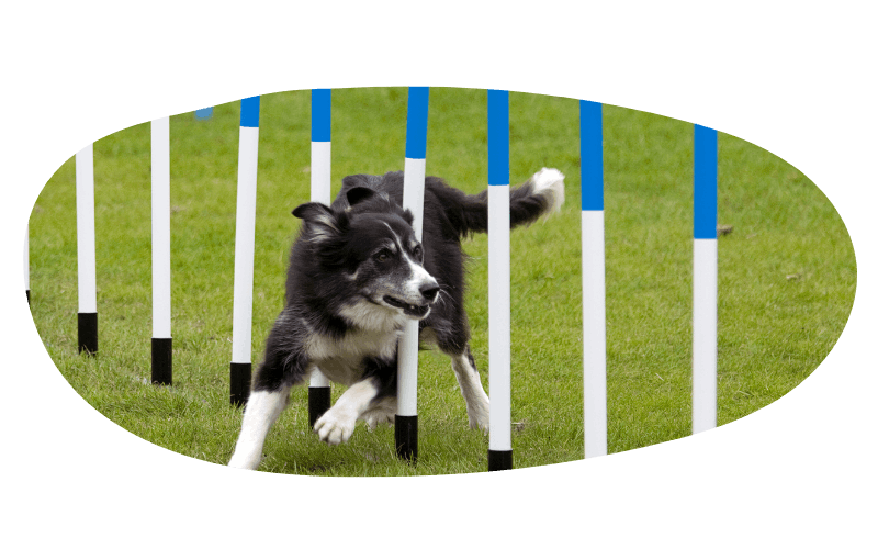 sports canins